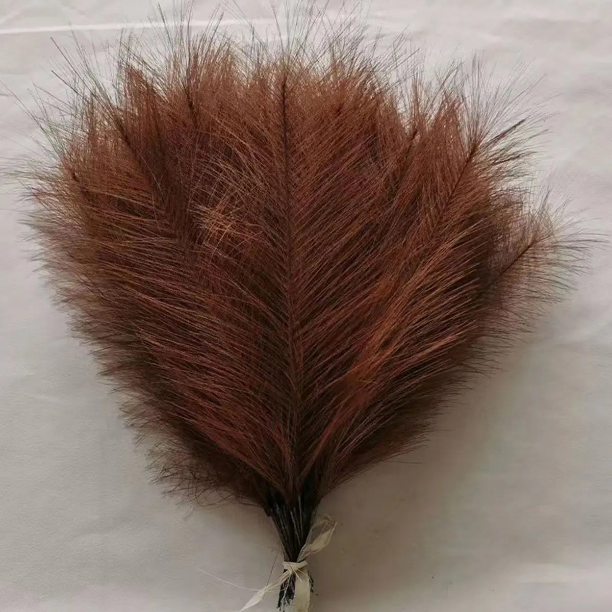 Pampas Grass Stems
