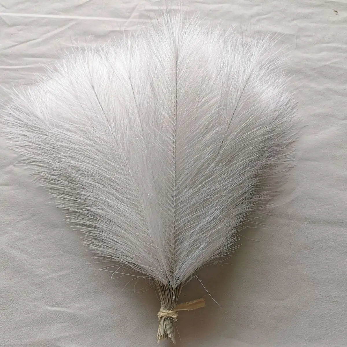 Pampas Grass Stems