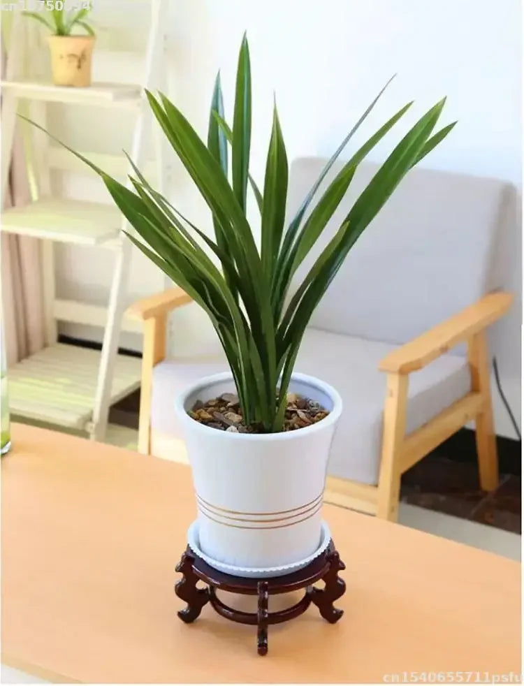 Wood Plant Stand